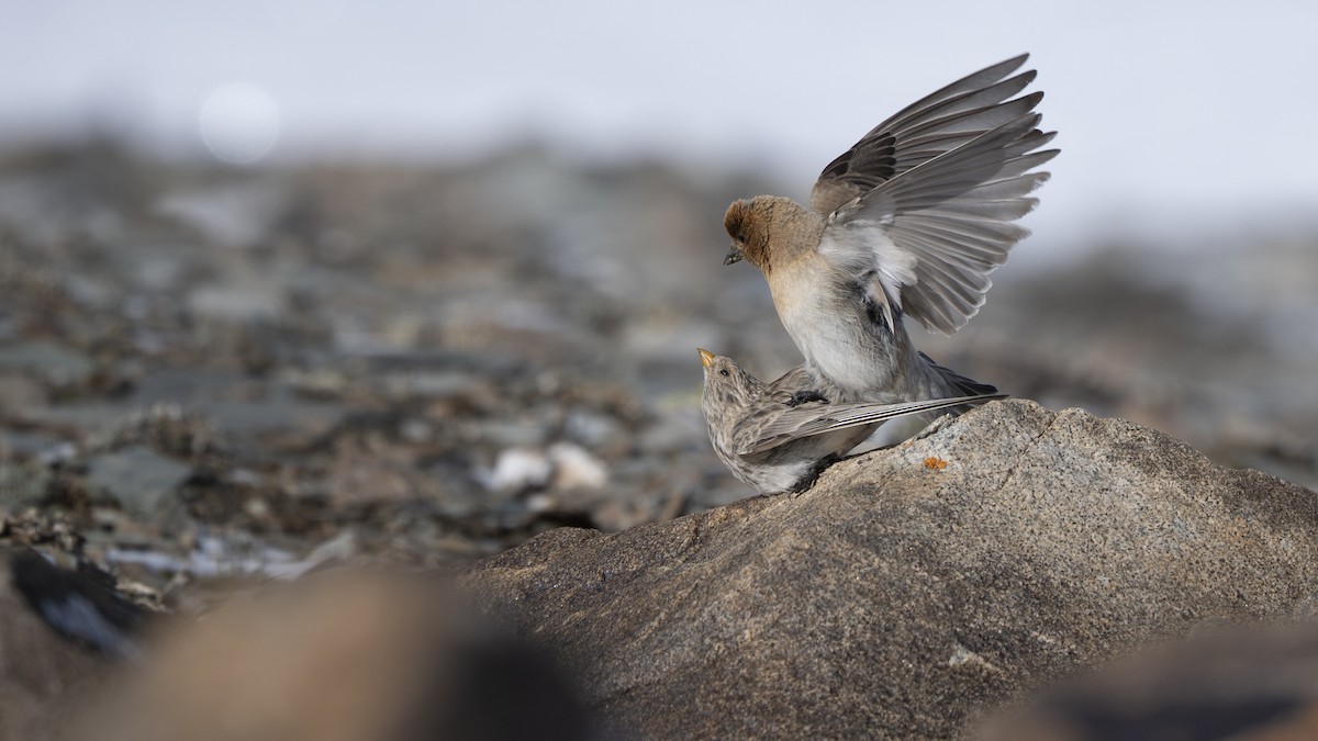 Sillem's Rosefinch - ML638479137