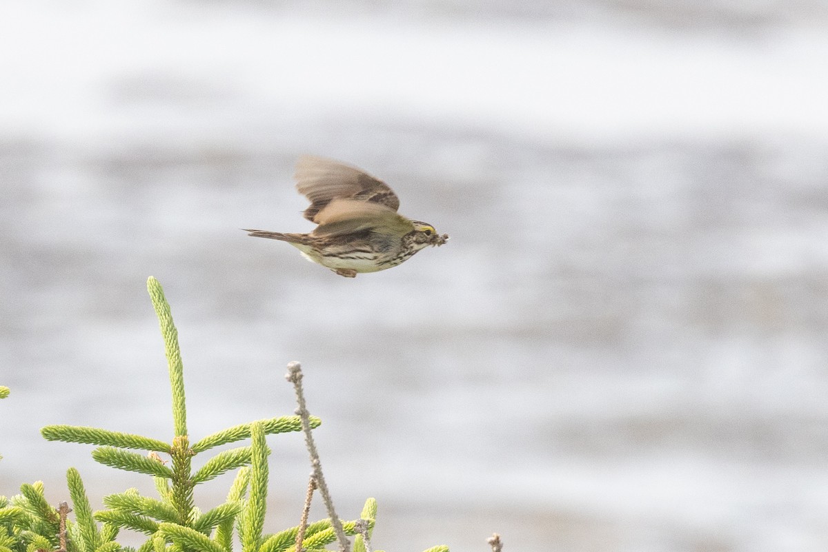 Savannah Sparrow - ML638479168