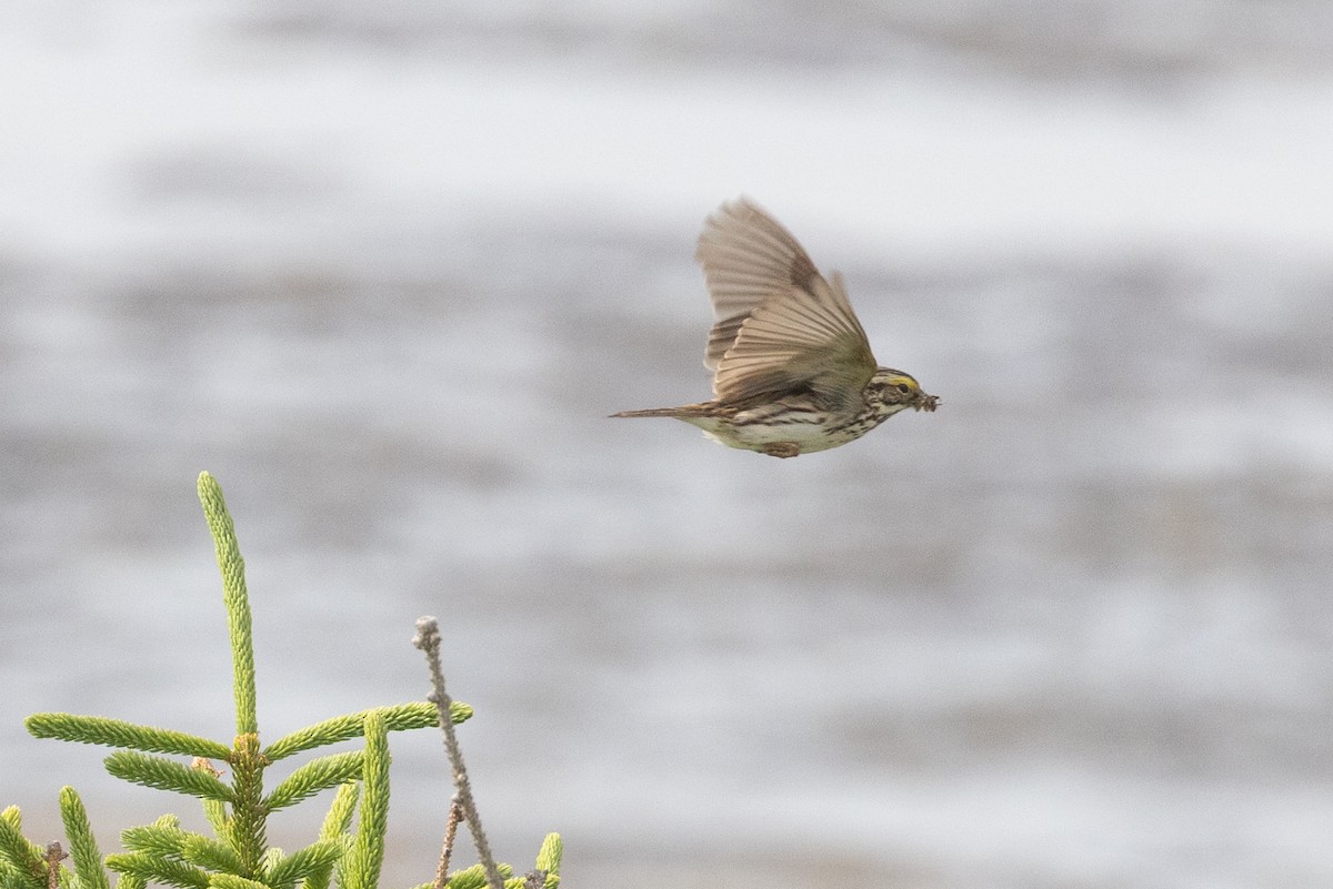 Savannah Sparrow - ML638479169
