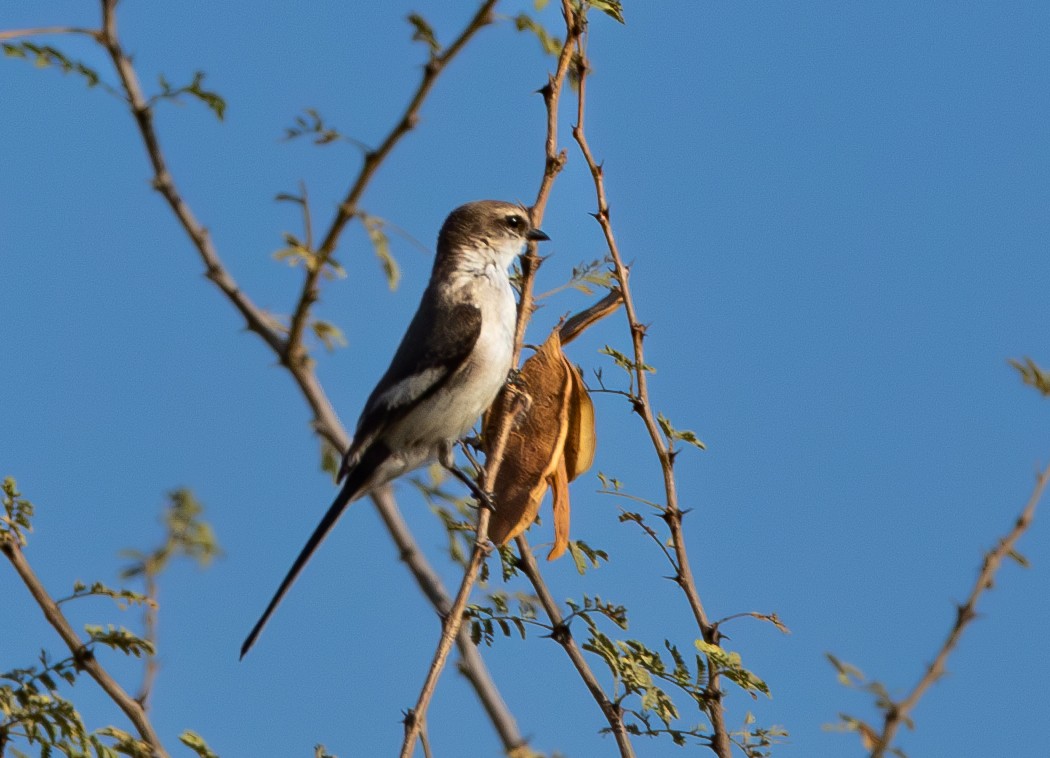 シロハラサンショウクイ - ML638479175