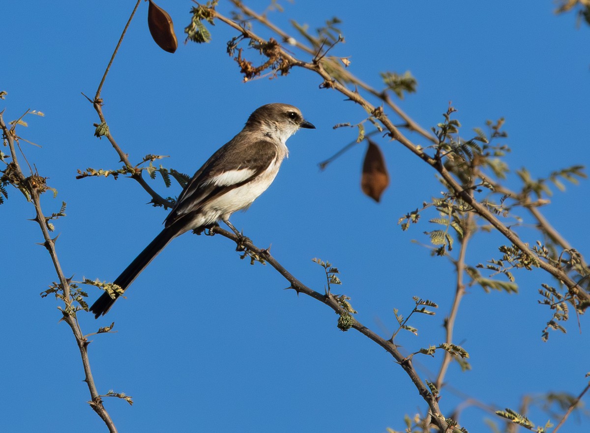 シロハラサンショウクイ - ML638479177