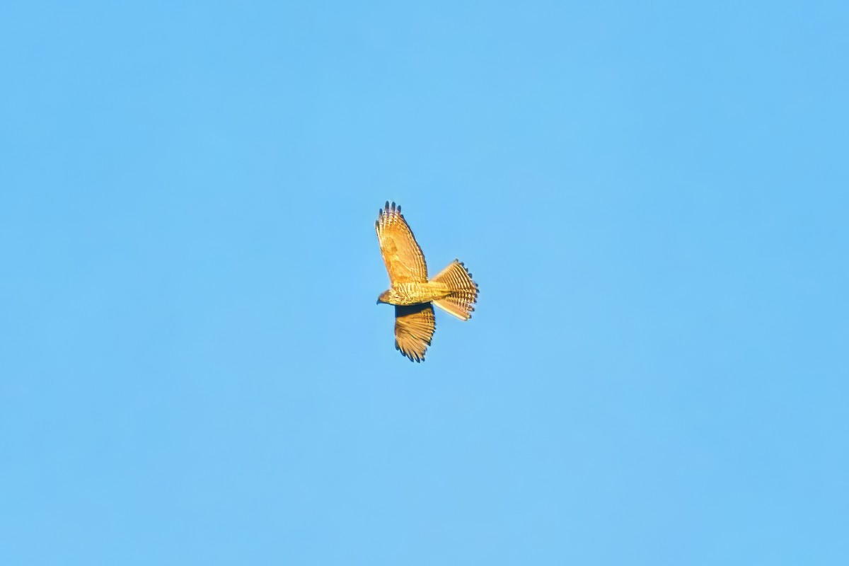 Brown Goshawk - ML638479179