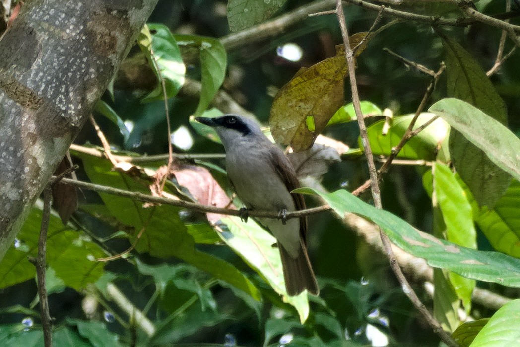 Large Woodshrike - ML638479185