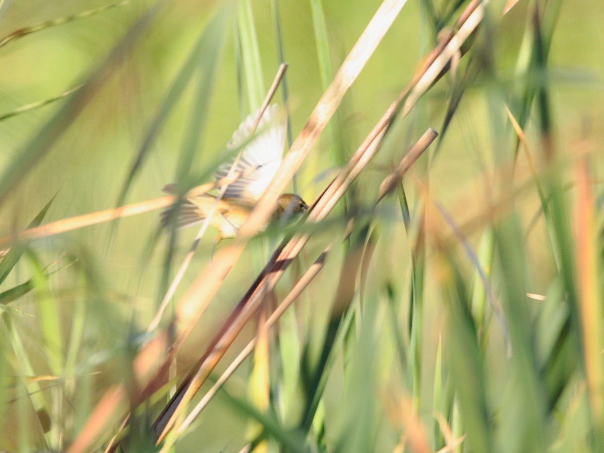 Australian Reed Warbler - ML638479199