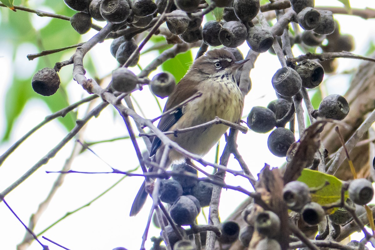Spotted Scrubwren - ML638479205