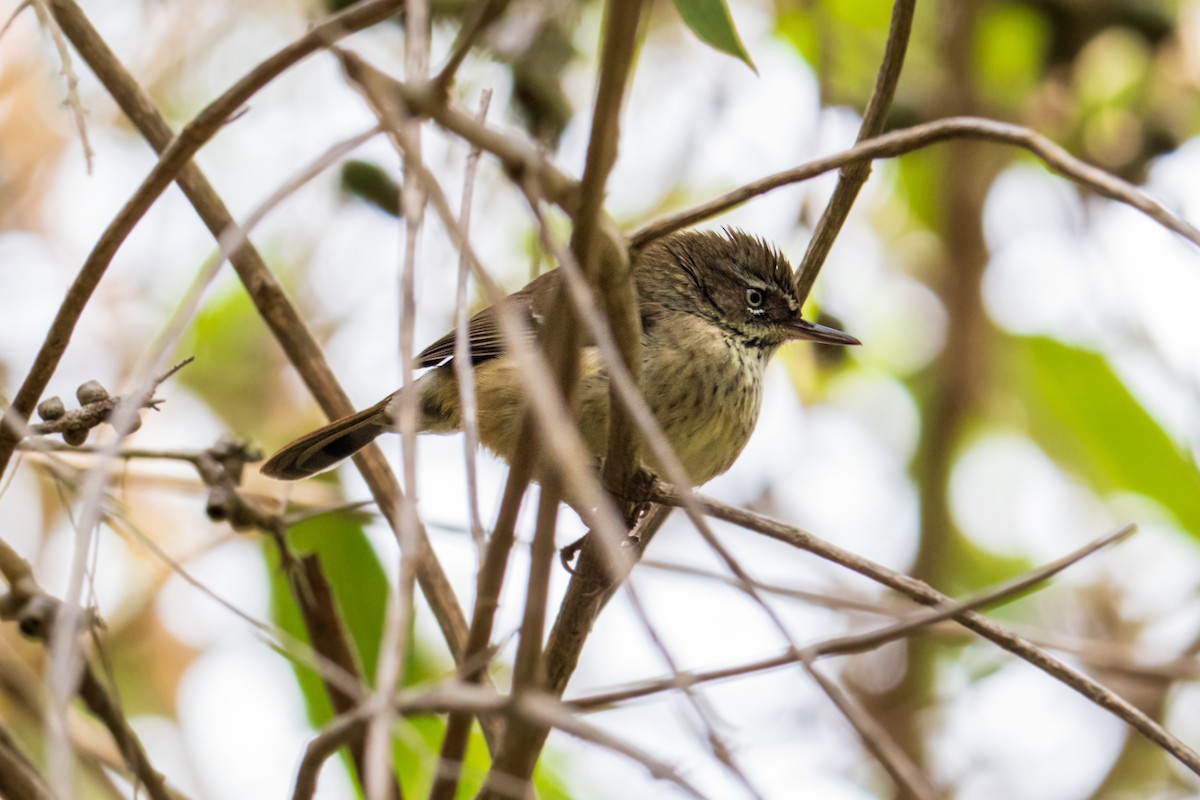 Spotted Scrubwren - ML638479206