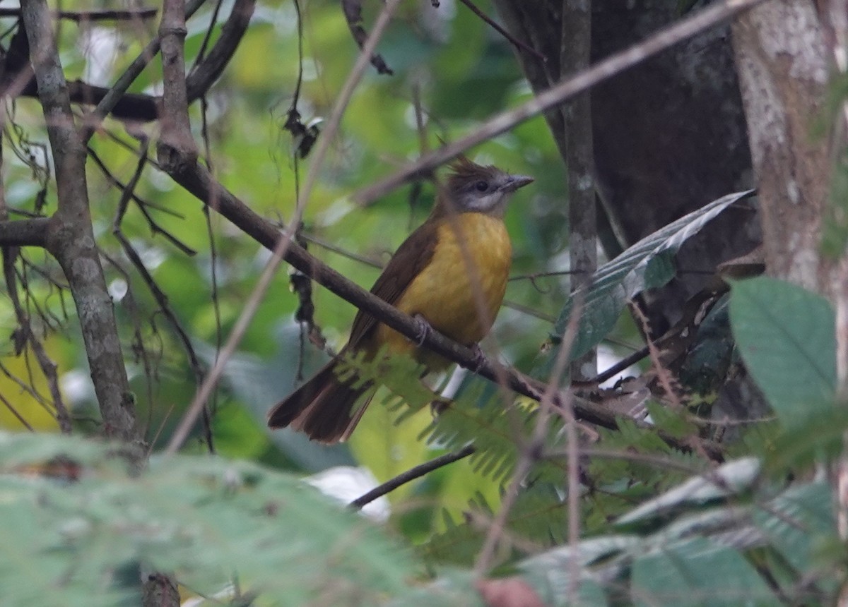 White-throated Bulbul - ML638479208