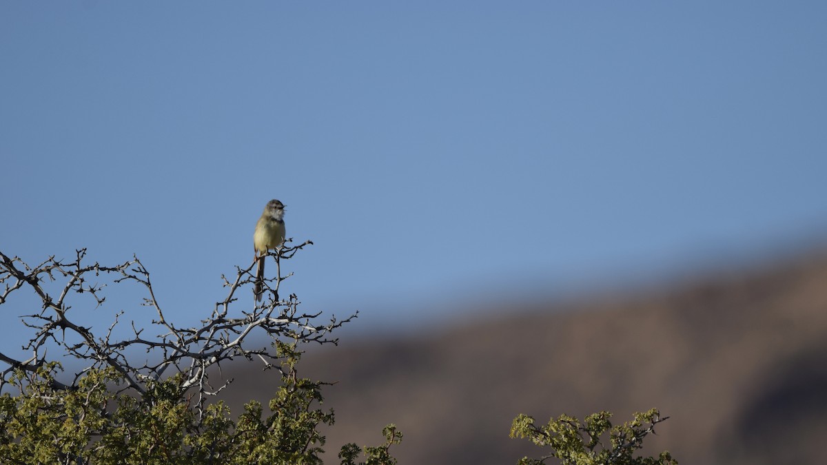 Black-chested Prinia - ML638479241