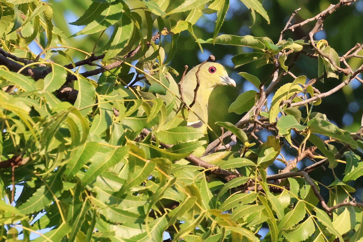 Orange-breasted Green-Pigeon - ML638479255