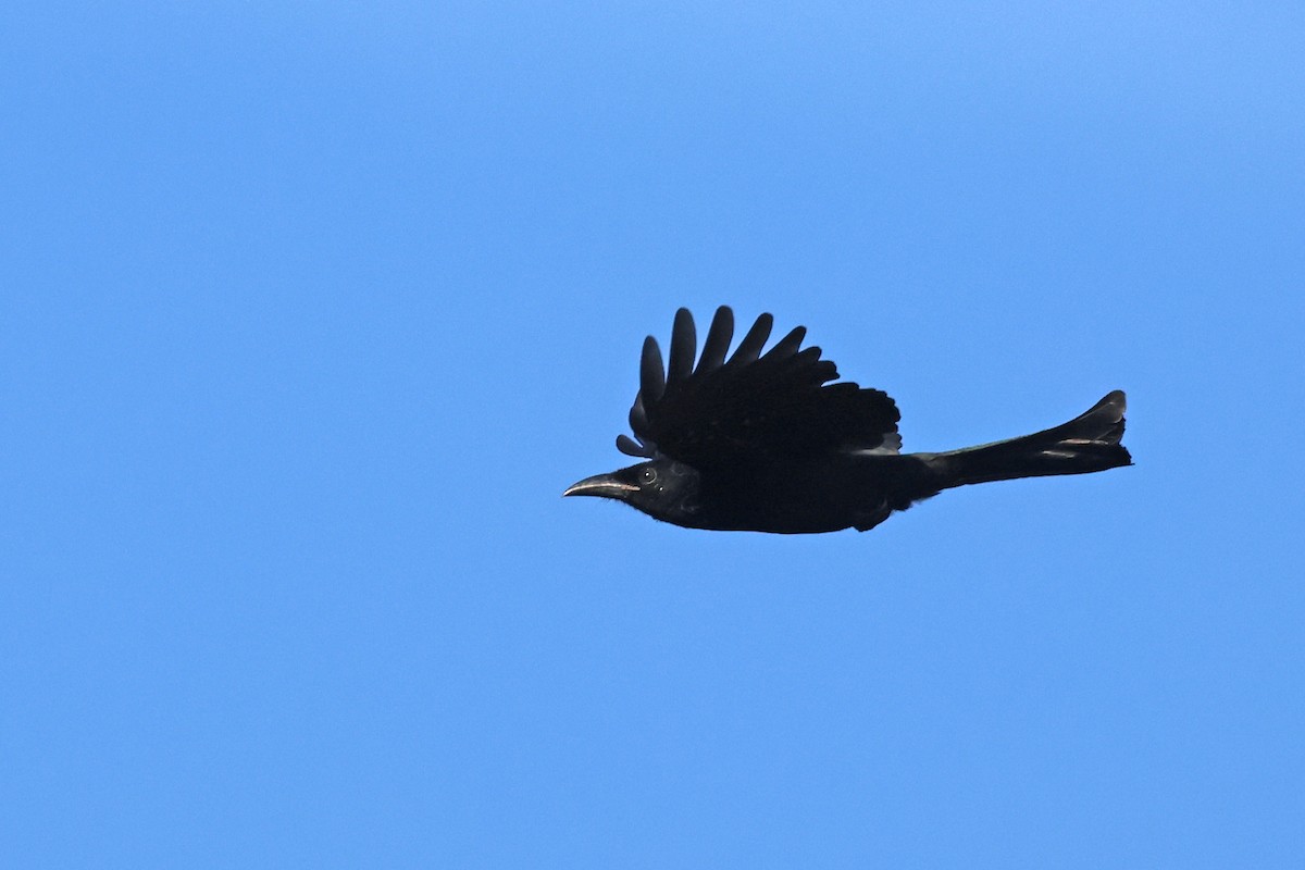 Hair-crested Drongo (Javan) - ML638479270