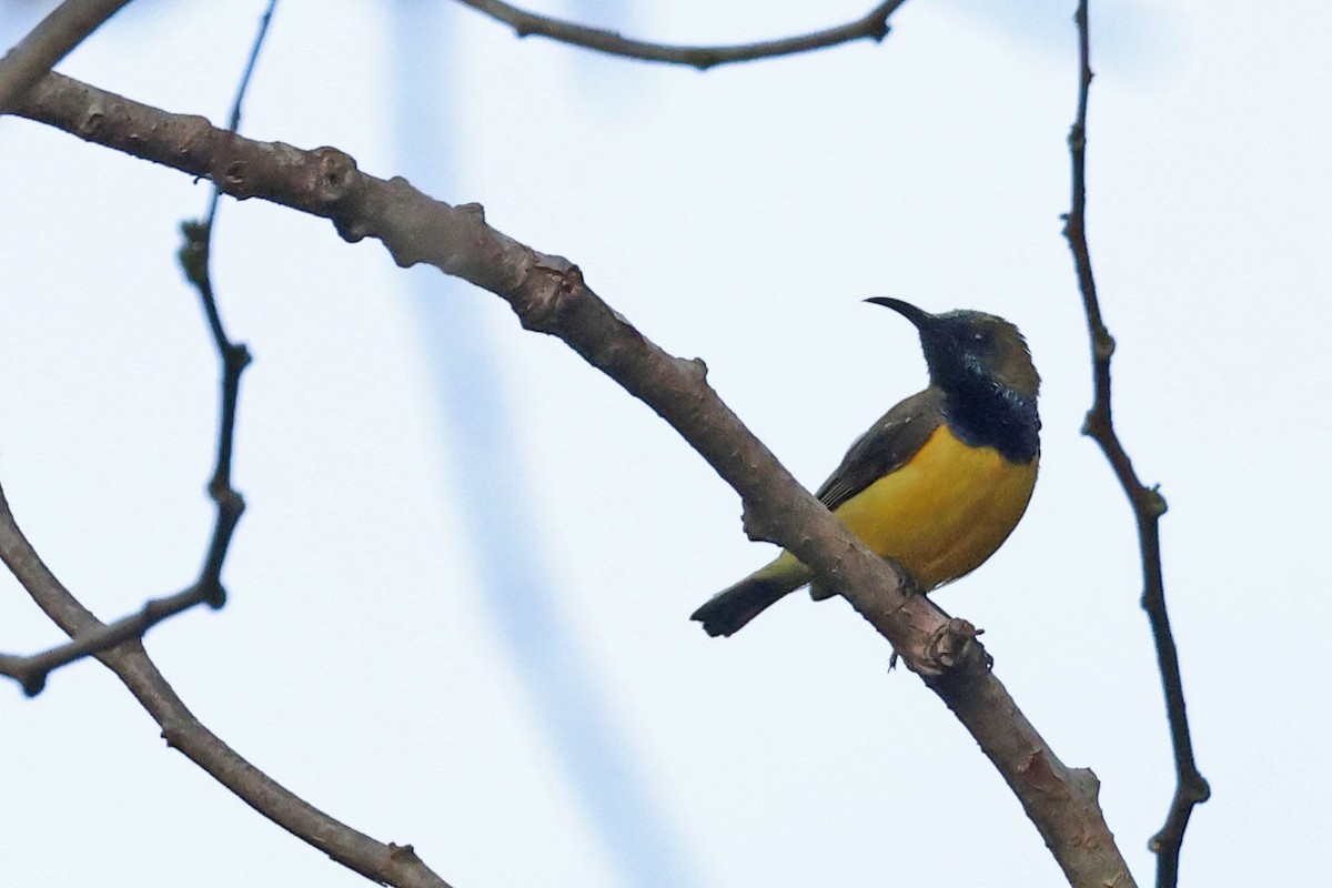 Ornate Sunbird (Ornate) - ML638479283