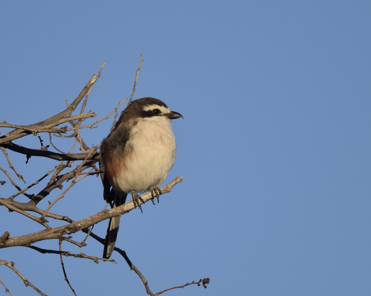 Southern Fiscal - ML638479289