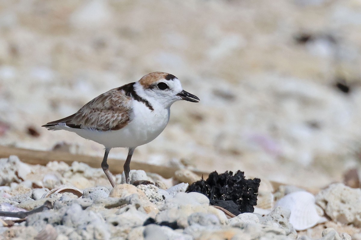 Malaysian Plover - ML638479309