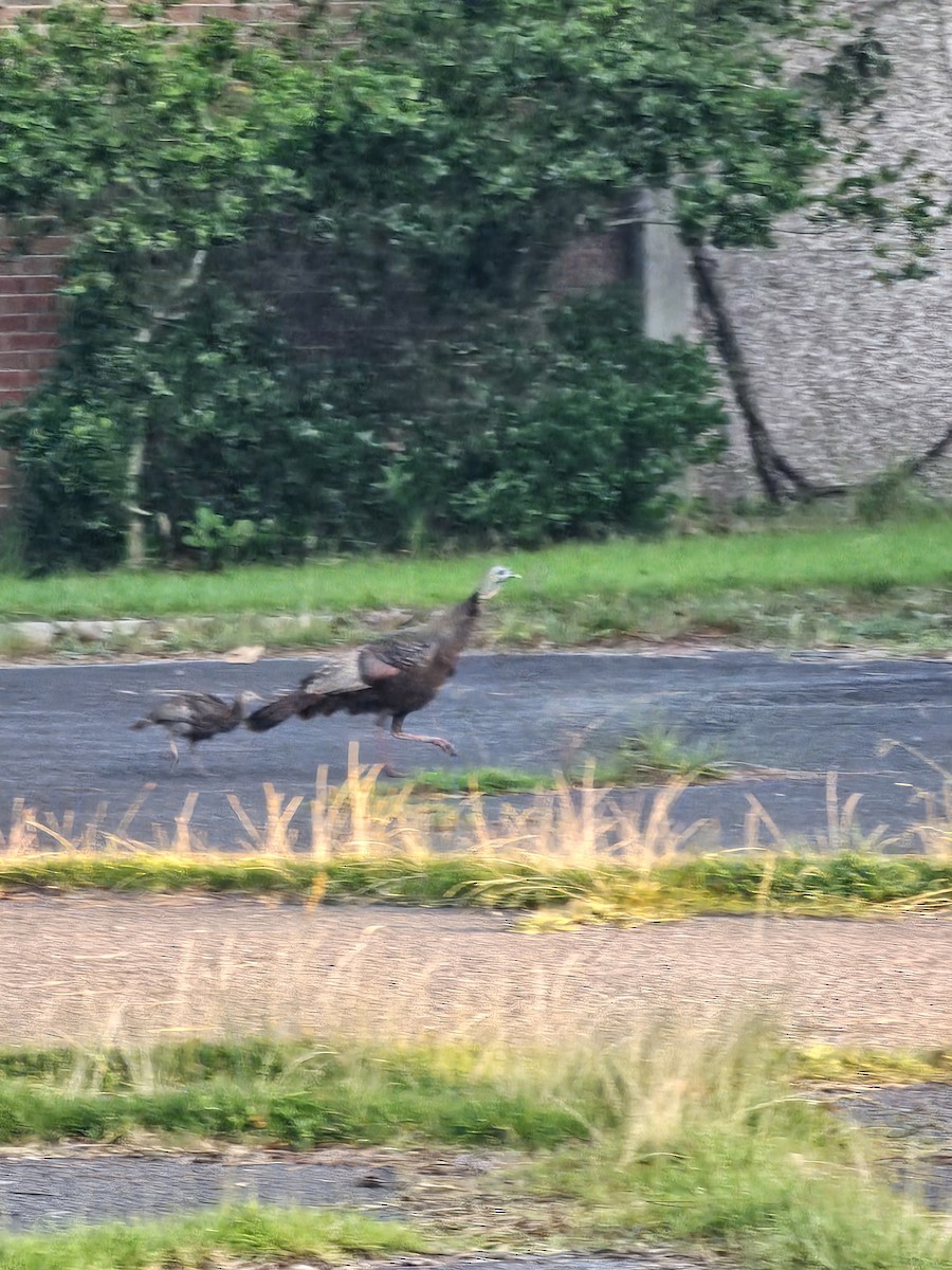 Wild Turkey - ML638479312