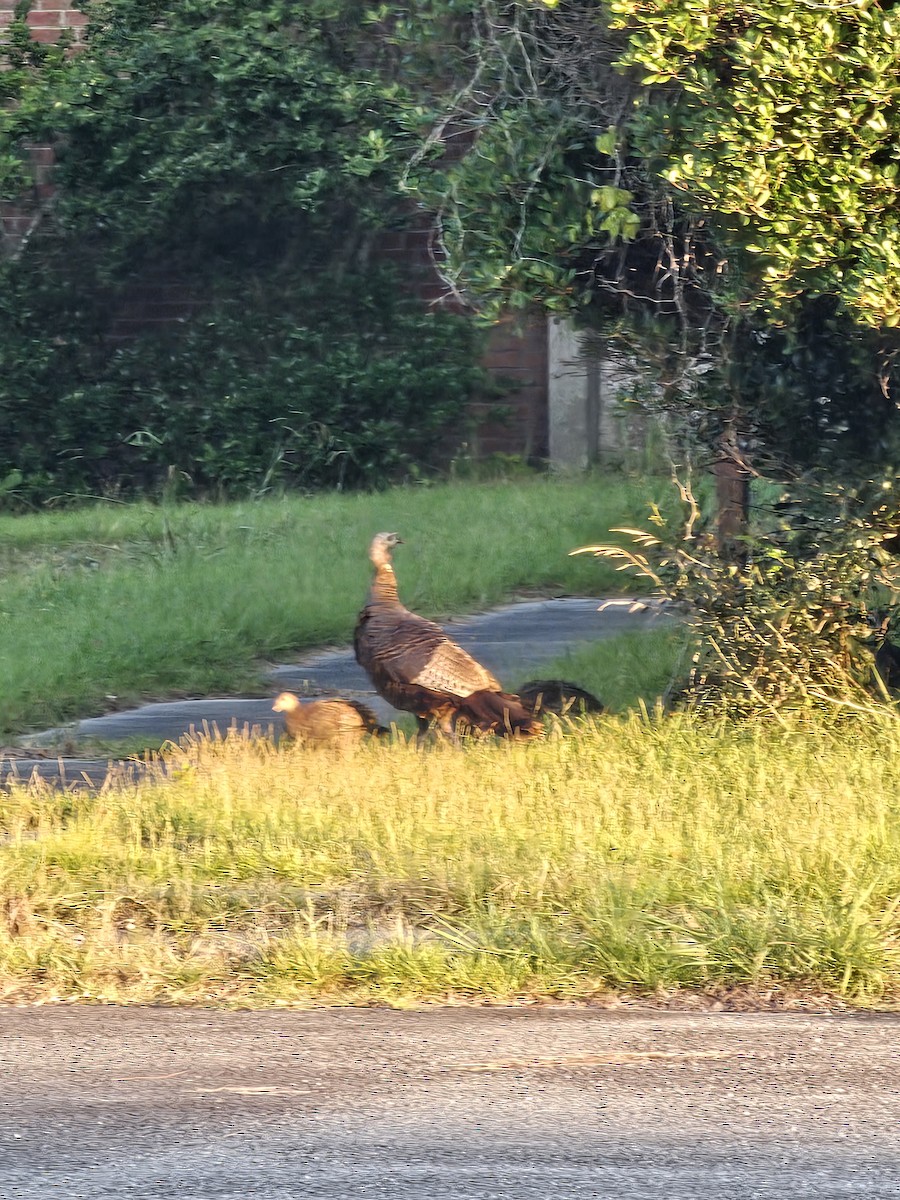 Wild Turkey - ML638479313