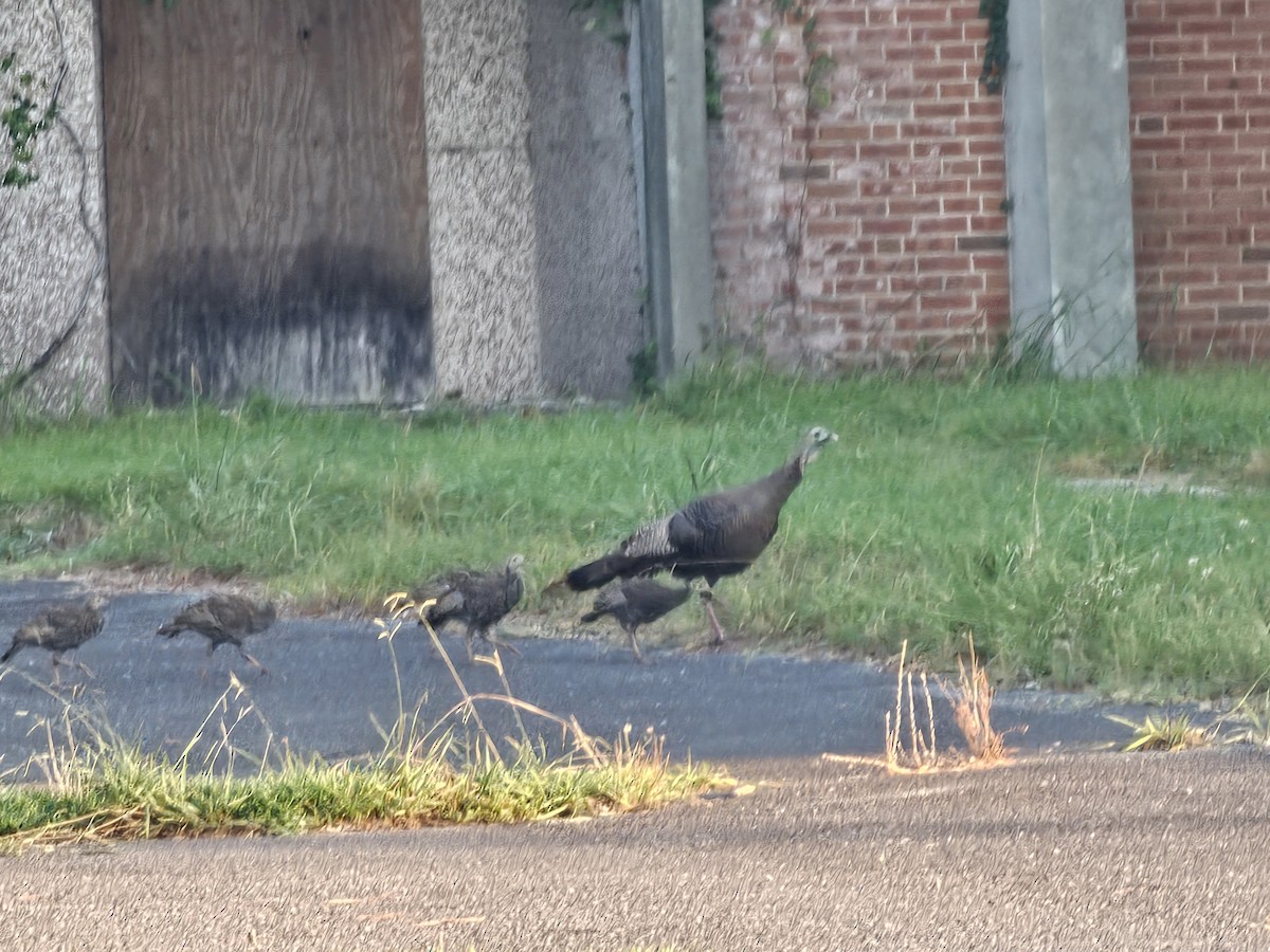 Wild Turkey - ML638479314