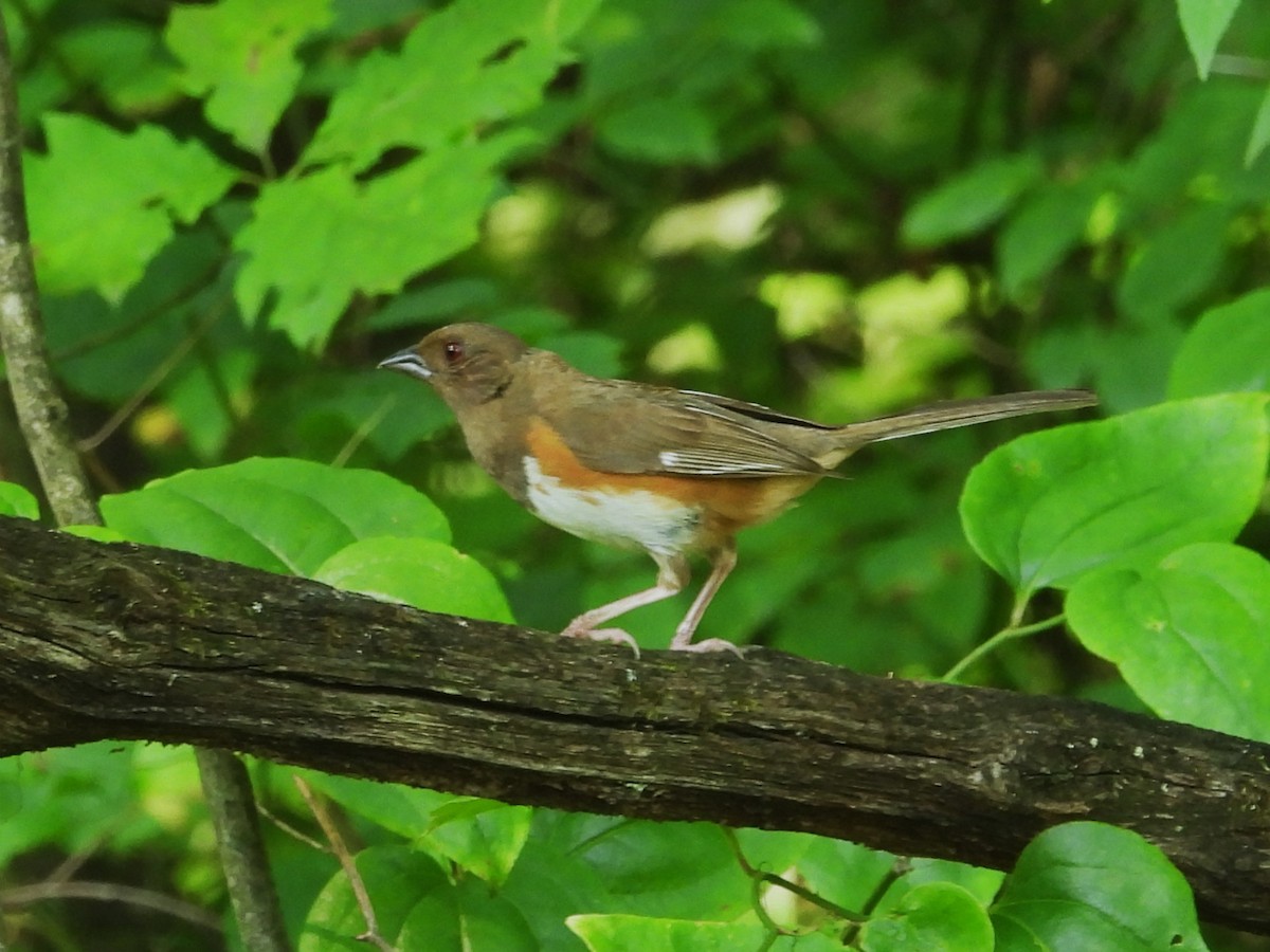 Eastern Towhee - ML638479319