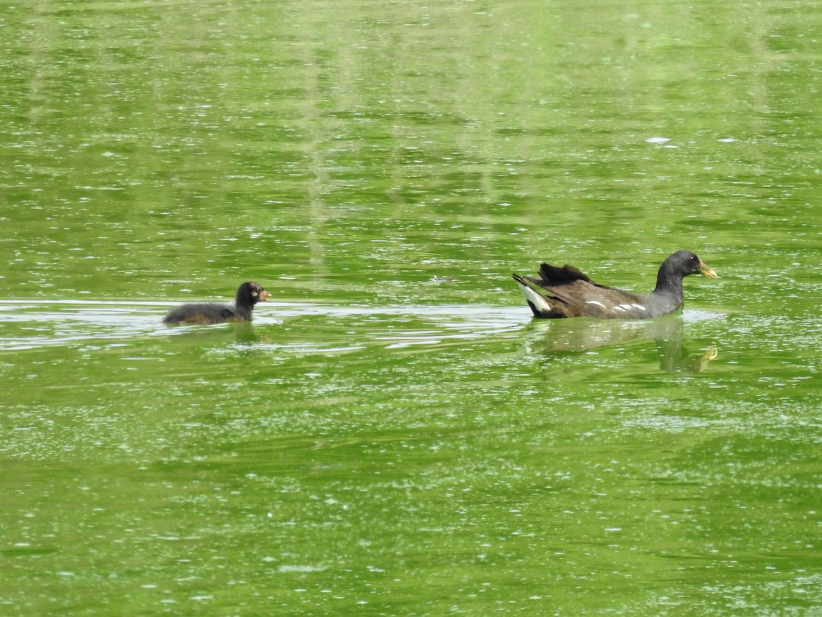 Курочка водяна - ML638479323