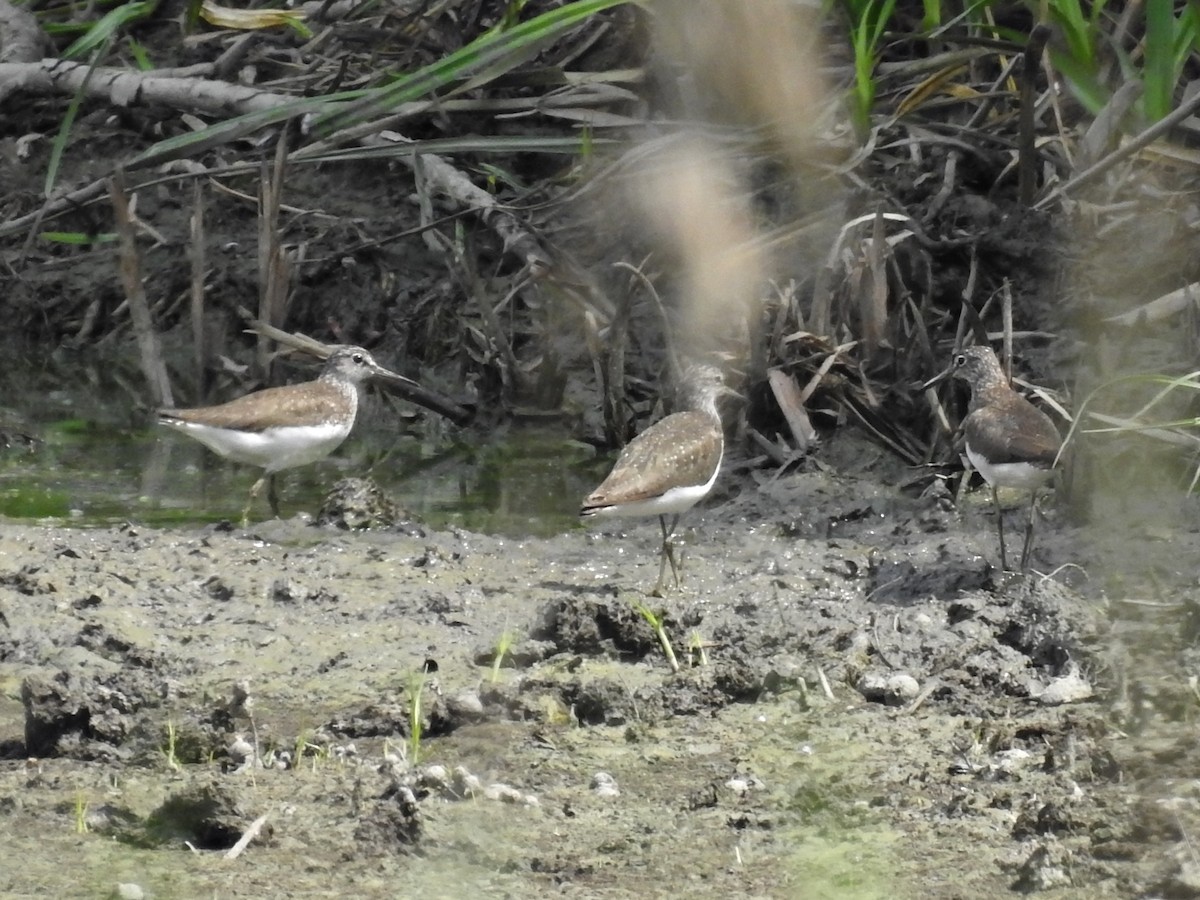 Коловодник лісовий - ML638479328