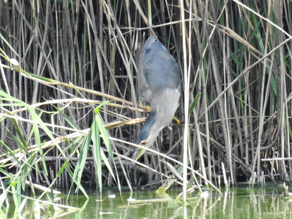 Квак звичайний - ML638479331
