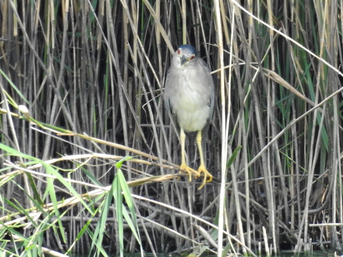 Квак звичайний - ML638479333