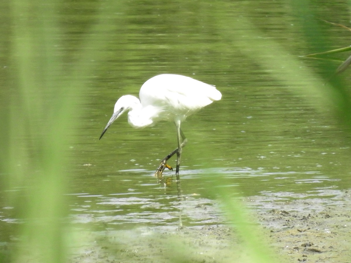 Чепура мала - ML638479337