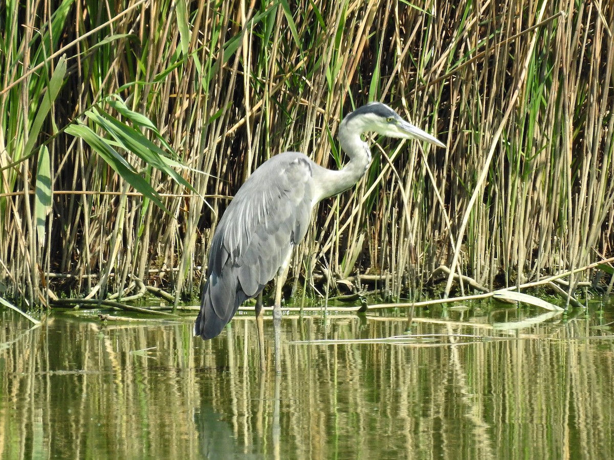 Чапля сіра - ML638479340