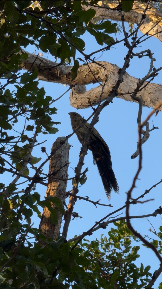 Pheasant Coucal - ML638479345
