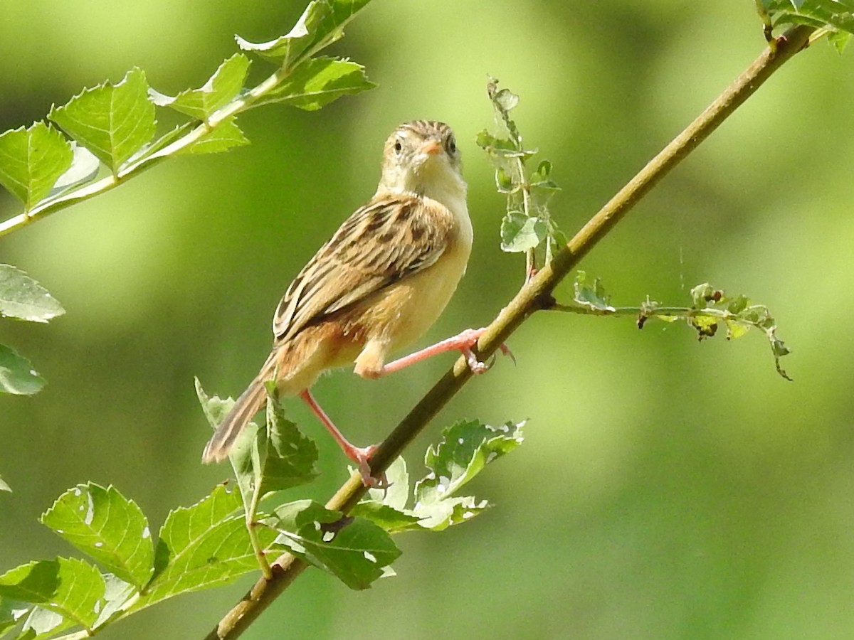 Таміка віялохвоста - ML638479347
