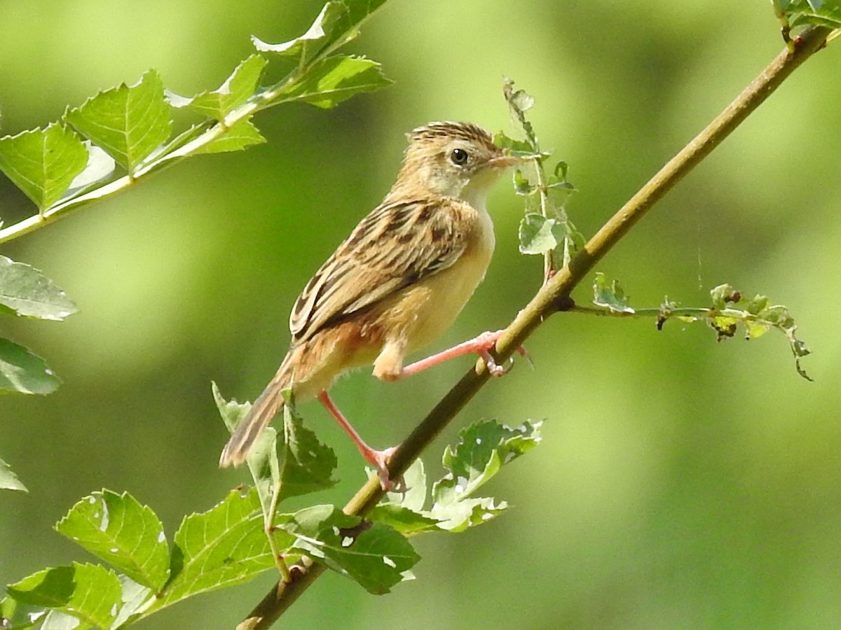 Таміка віялохвоста - ML638479348