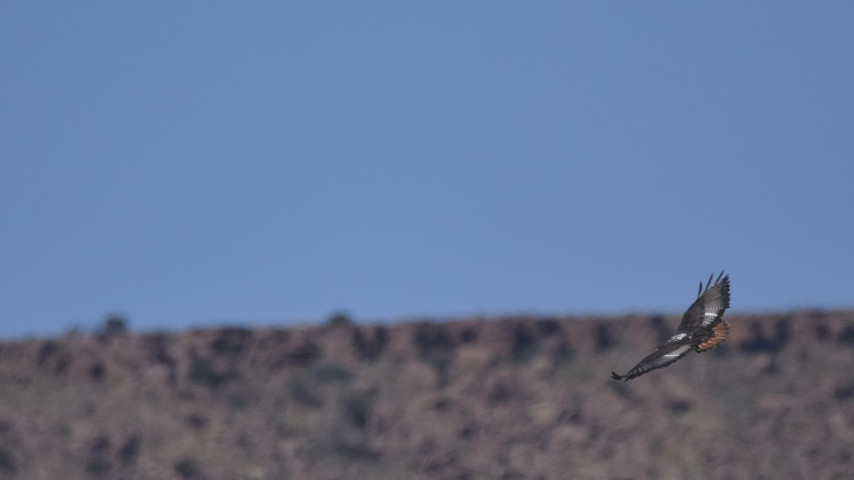 Jackal Buzzard - ML638479349