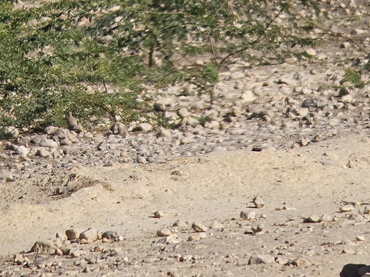 beduinhøne - ML638479352