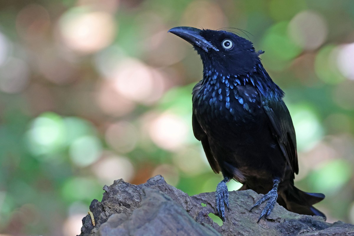 Hair-crested Drongo (Javan) - ML638479368