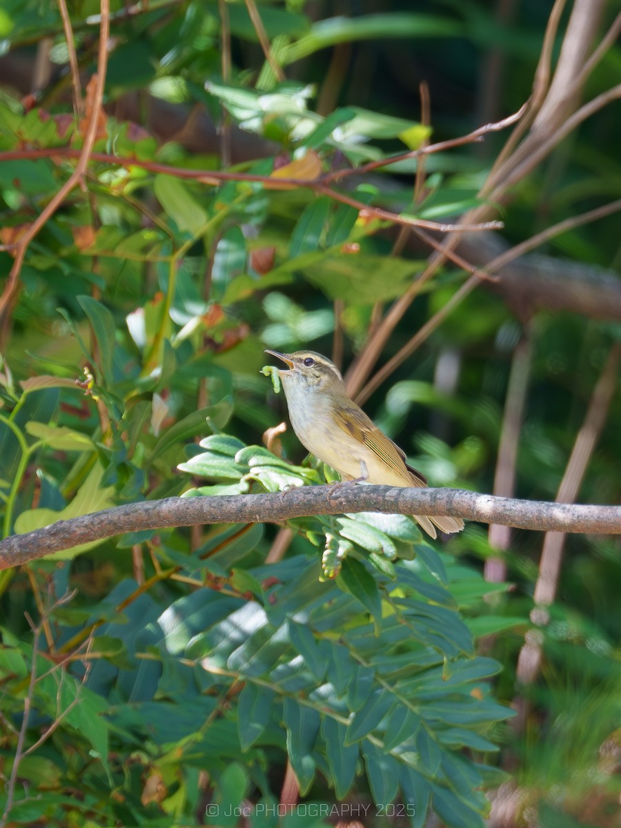 Large-billed Leaf Warbler - ML638479382
