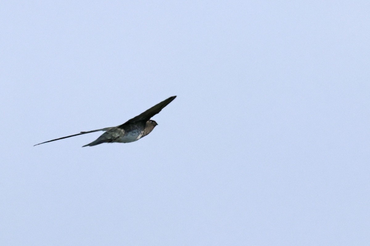 Cave Swiftlet - ML638479397