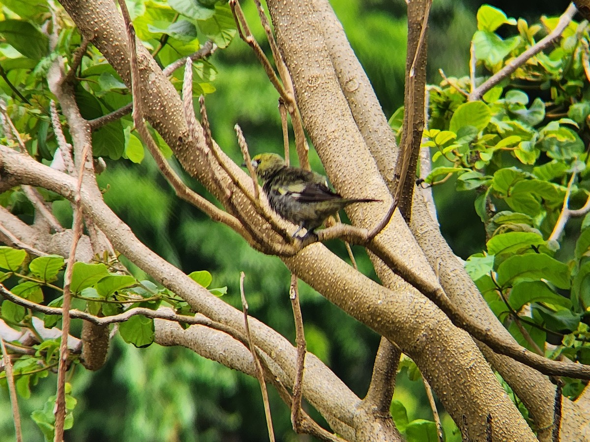 Palm Tanager - ML638479451