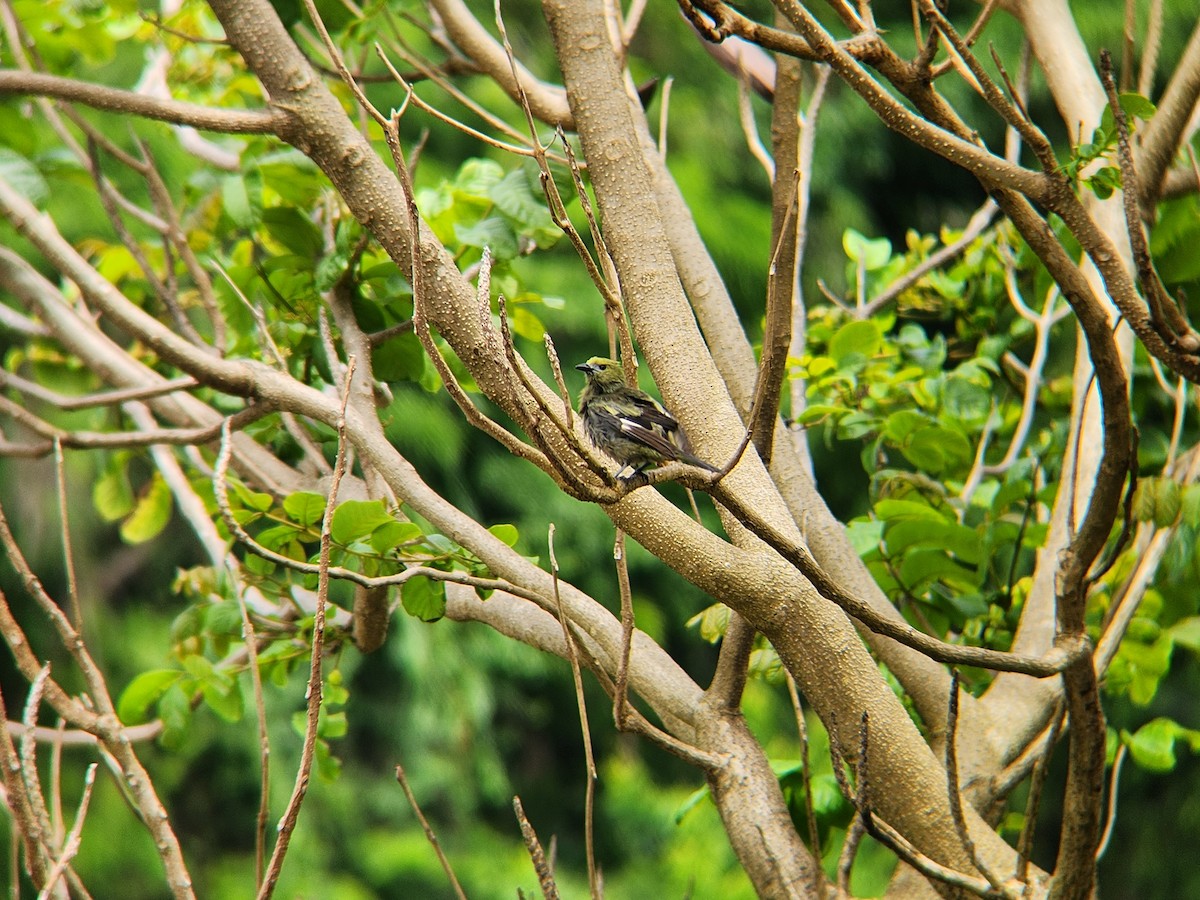 Palm Tanager - ML638479452