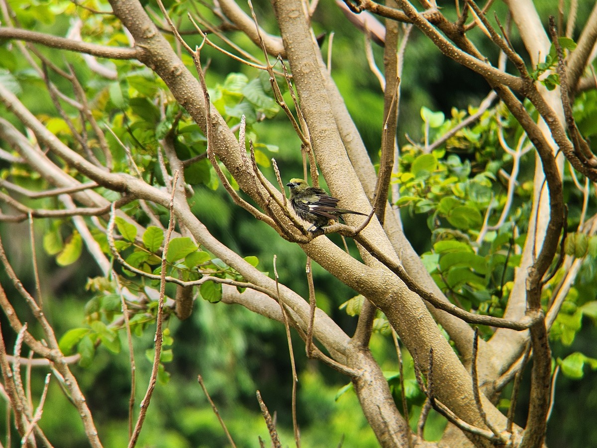 Palm Tanager - ML638479453