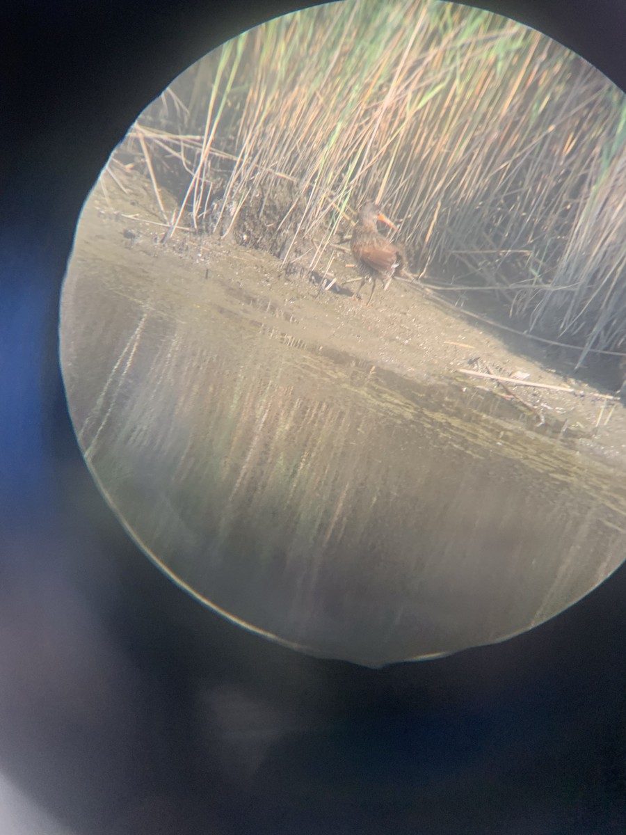 Clapper Rail - ML638479462