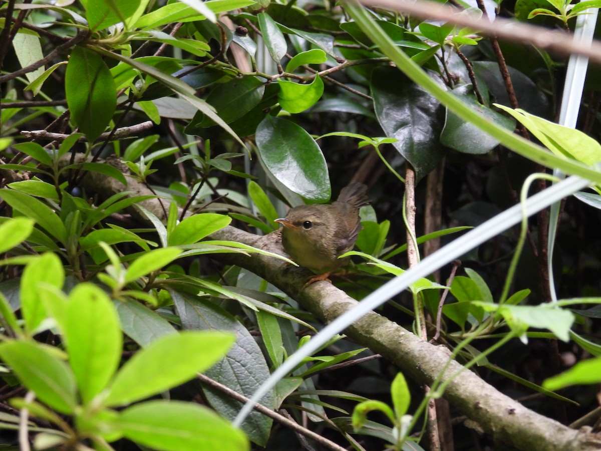 Brownish-flanked Bush Warbler - ML638479479
