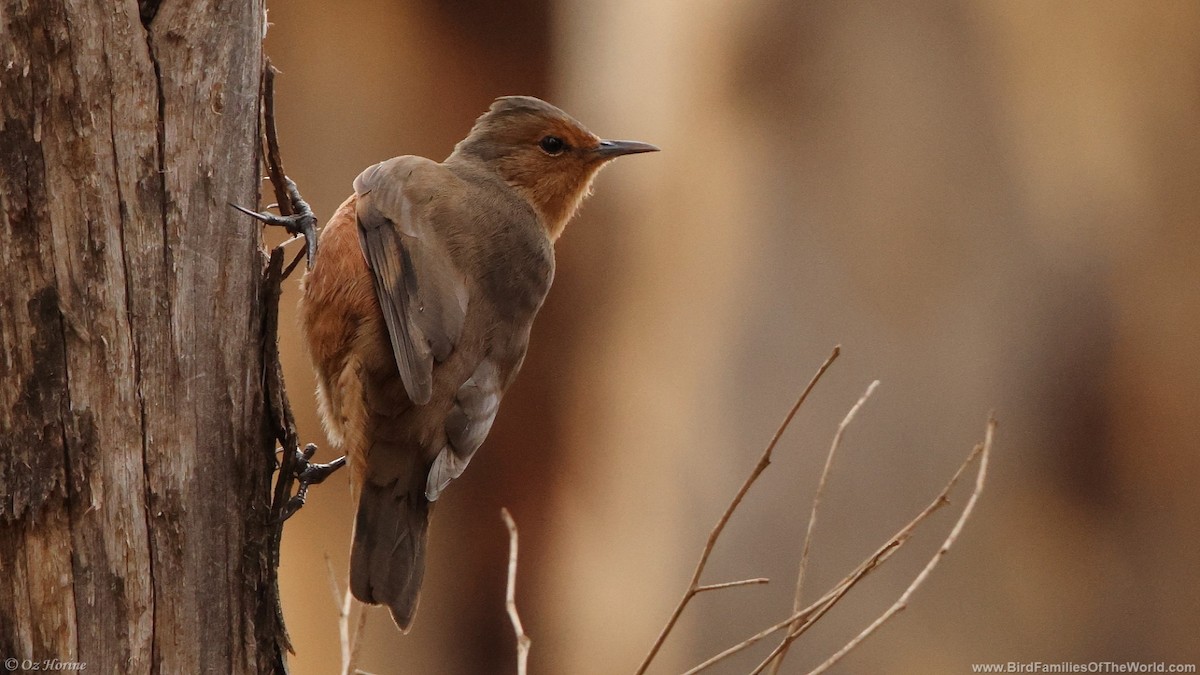 Rufous Treecreeper - ML638479534