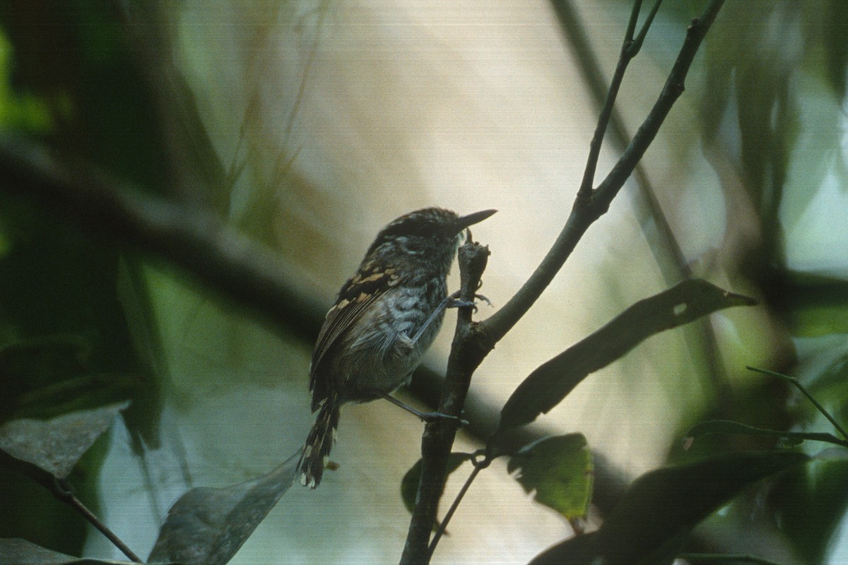 Scaled Antbird - ML638479545