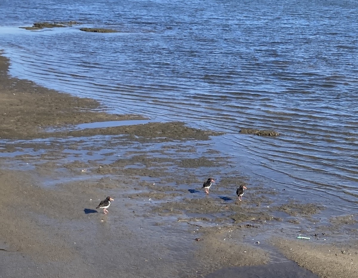 Pied Oystercatcher - ML638479552