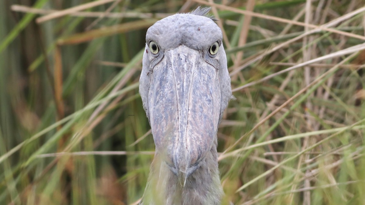 Shoebill - ML638479553