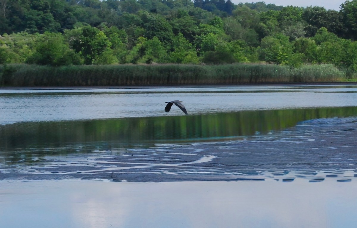 Great Blue Heron - ML638479578