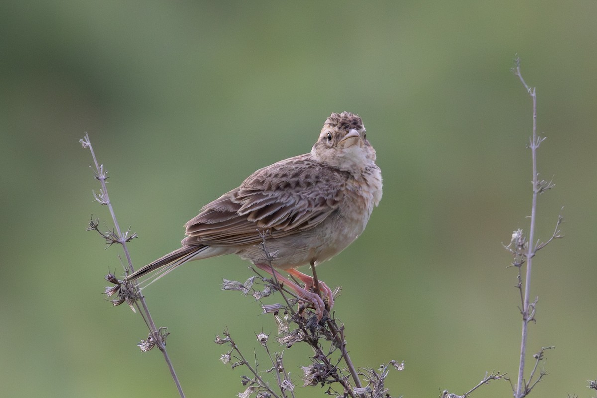 Singing Bushlark - ML638479595