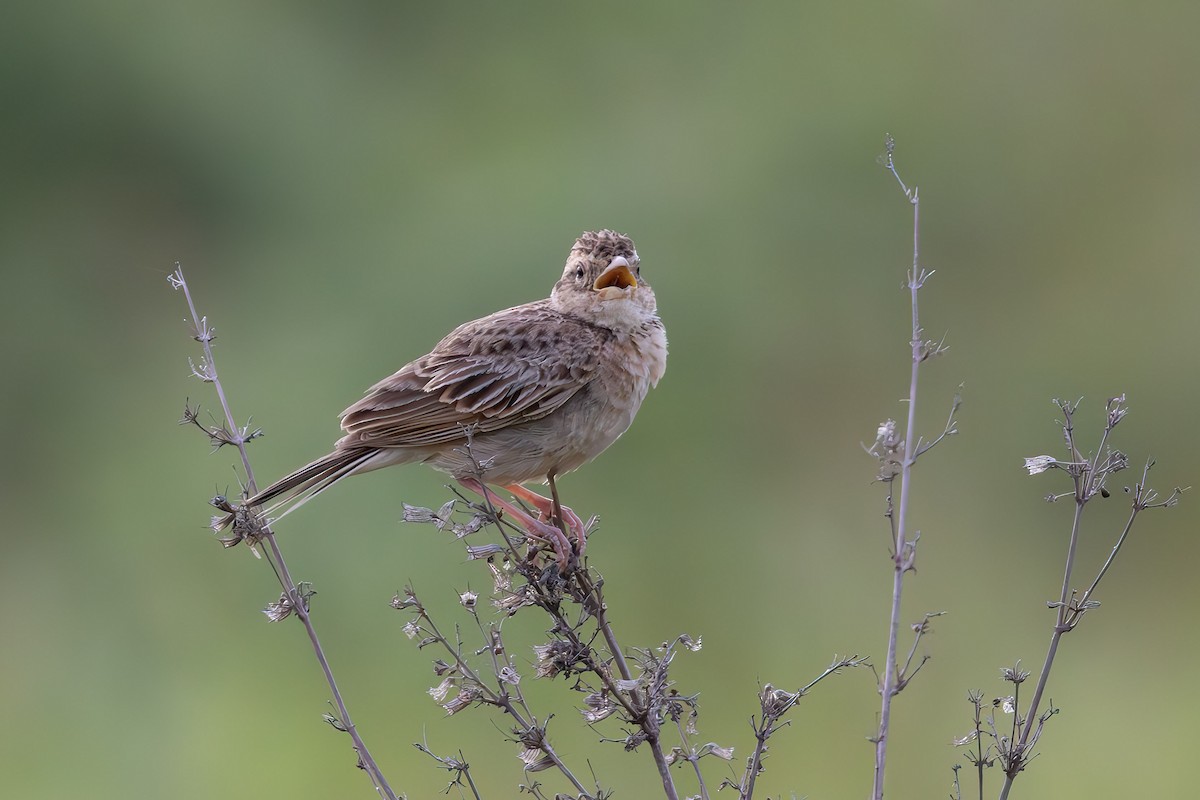 Singing Bushlark - ML638479596
