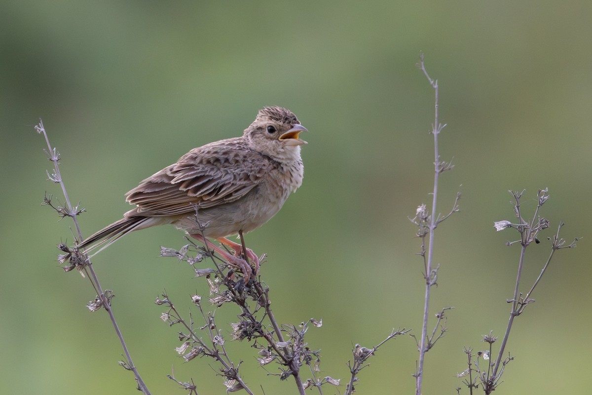Singing Bushlark - ML638479598