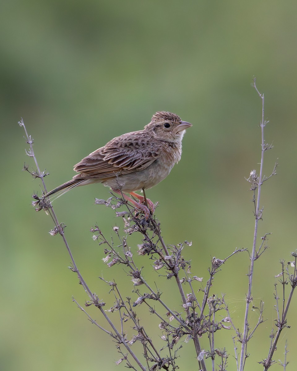 Singing Bushlark - ML638479599