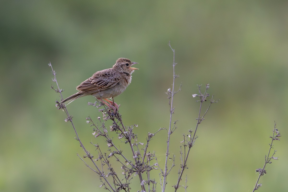 Singing Bushlark - ML638479600